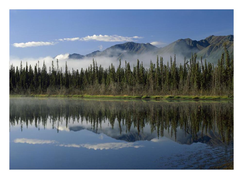 Boreal forest along lake edge, Nutzotin Mountains, Alaska-Paper Art-26"x20"