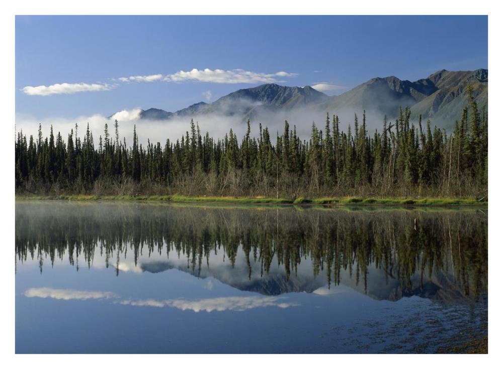 Boreal forest along lake edge, Nutzotin Mountains, Alaska-Paper Art-34"x26"