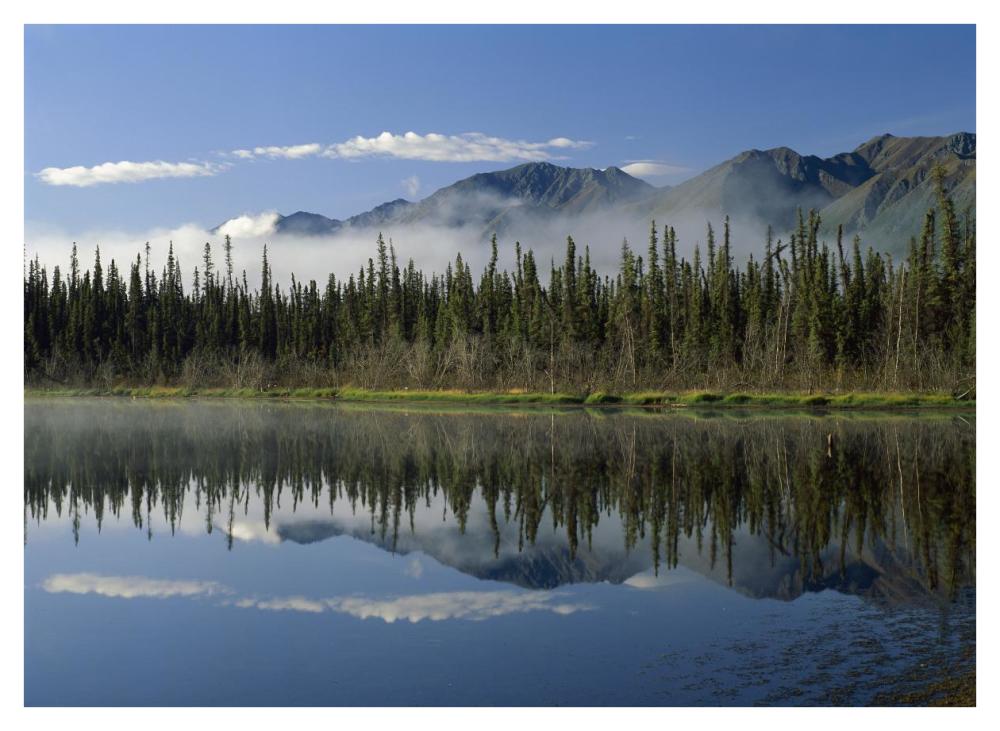 Boreal forest along lake edge, Nutzotin Mountains, Alaska-Paper Art-42"x32"