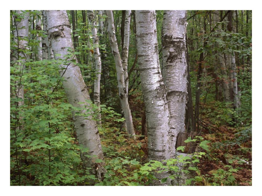 Birch forest, Pictured Rocks National Lakeshore, Michigan-Paper Art-26"x20"