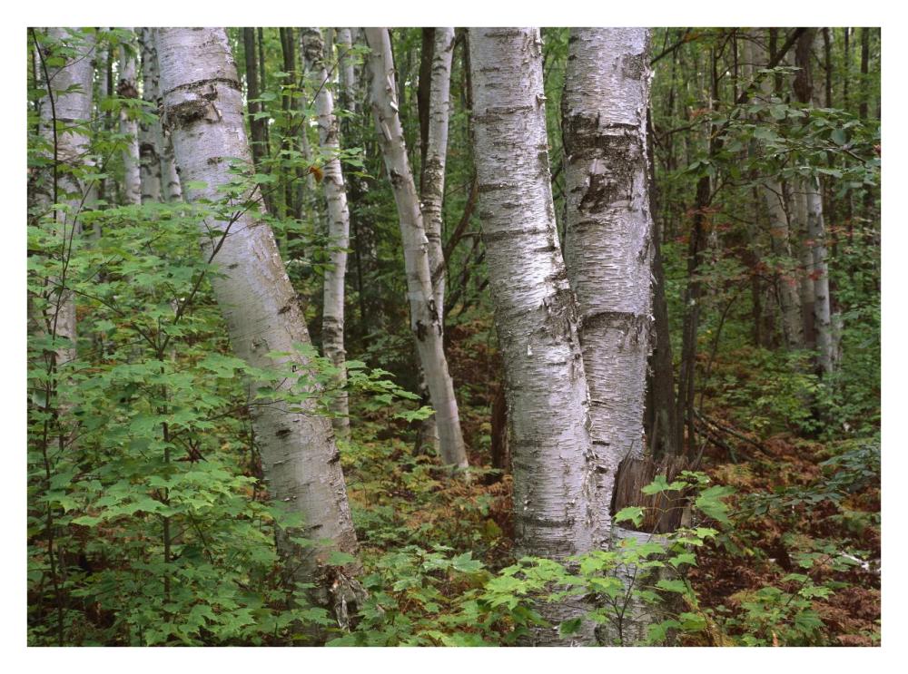 Birch forest, Pictured Rocks National Lakeshore, Michigan-Paper Art-34"x26"