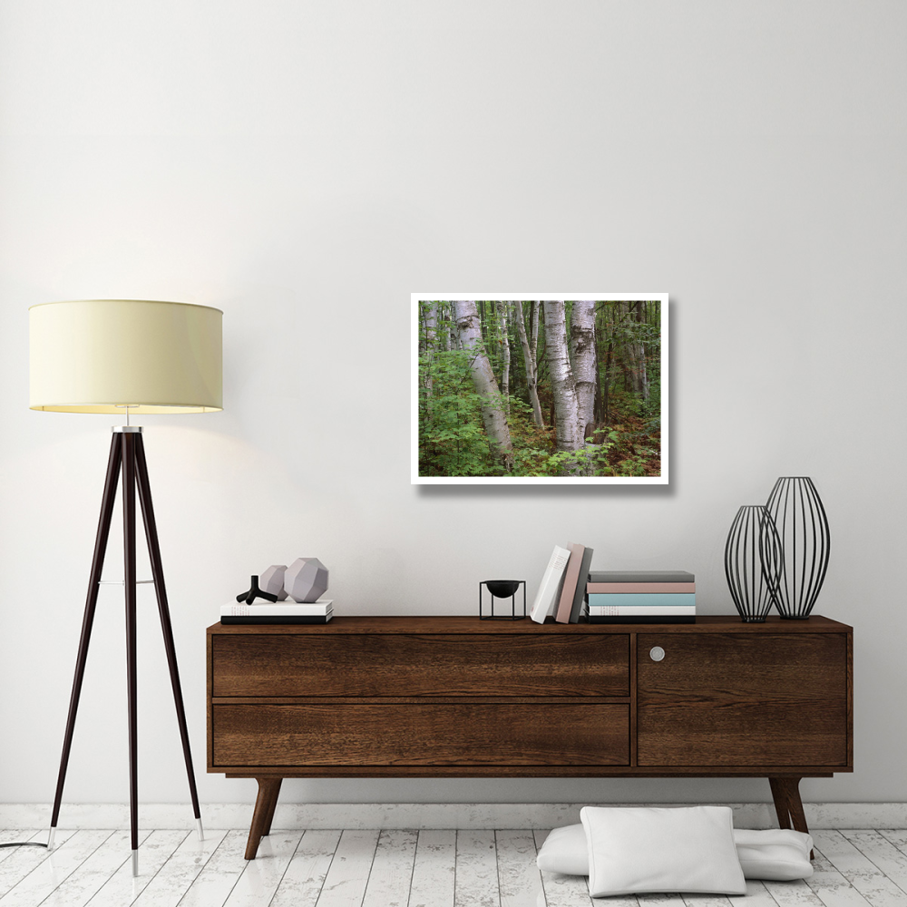 Birch forest, Pictured Rocks National Lakeshore, Michigan-Paper Art-34&quotx26"