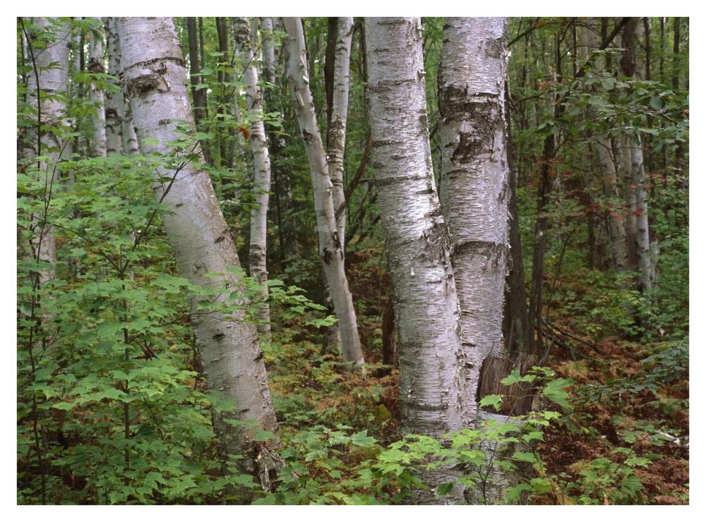 Birch forest, Pictured Rocks National Lakeshore, Michigan-Paper Art-42"x32"