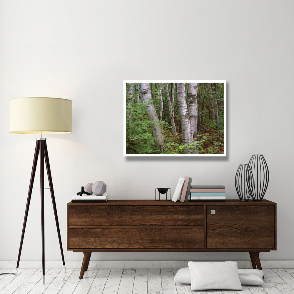 Birch forest, Pictured Rocks National Lakeshore, Michigan-Paper Art-42&quotx32"