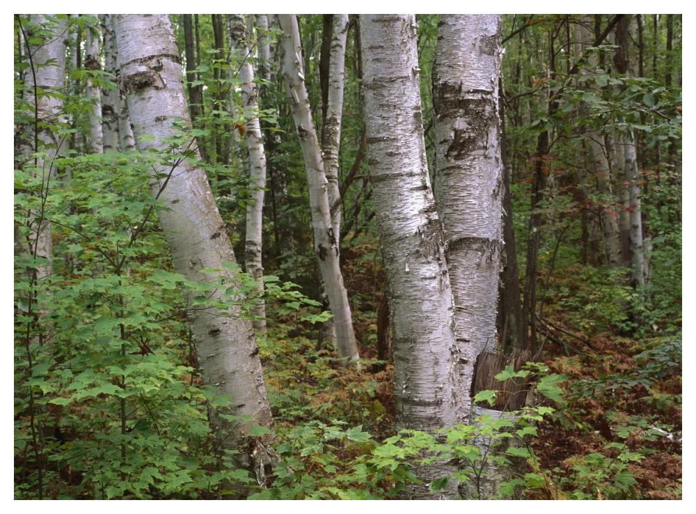 Birch forest, Pictured Rocks National Lakeshore, Michigan-Paper Art-50"x38"