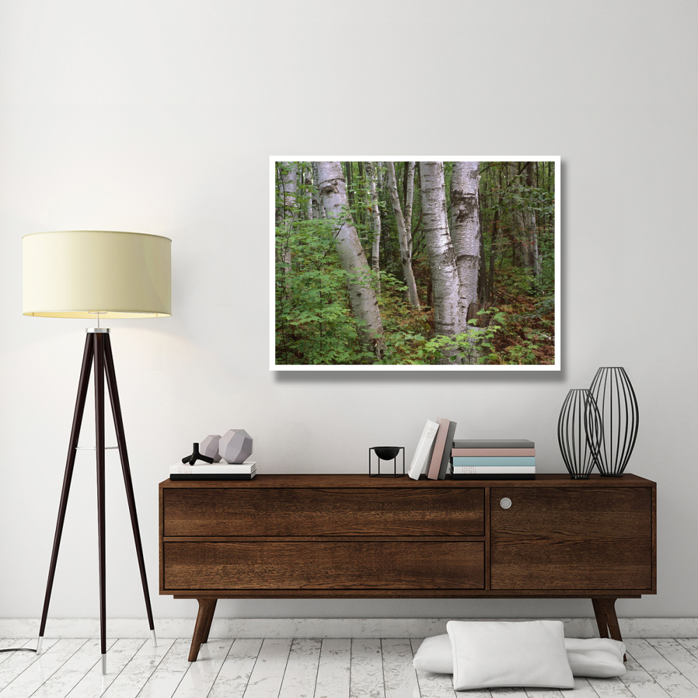 Birch forest, Pictured Rocks National Lakeshore, Michigan-Paper Art-50&quotx38"