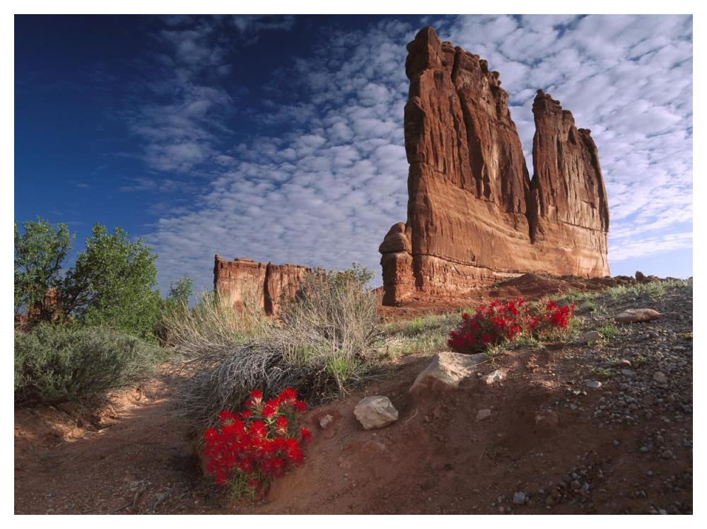 Paintbrush and the Organ Rock, Arches National Park, Utah-Paper Art-50"x38"