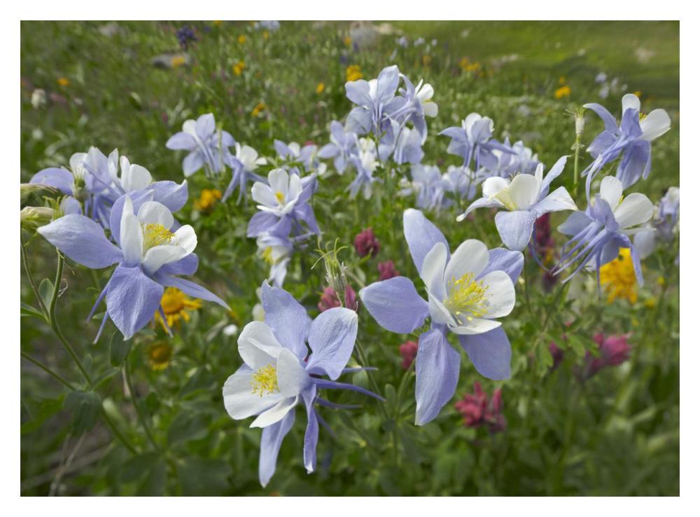 Colorado Blue Columbine flowers, American Basin, Colorado-Paper Art-18"x14"