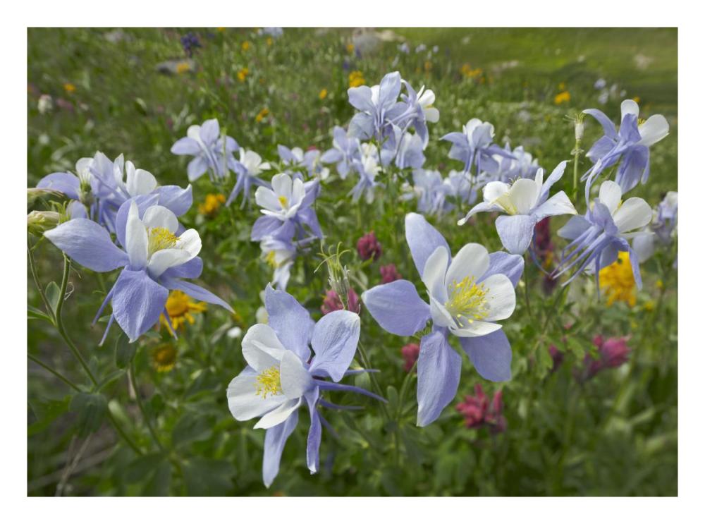 Colorado Blue Columbine flowers, American Basin, Colorado-Paper Art-26"x20"