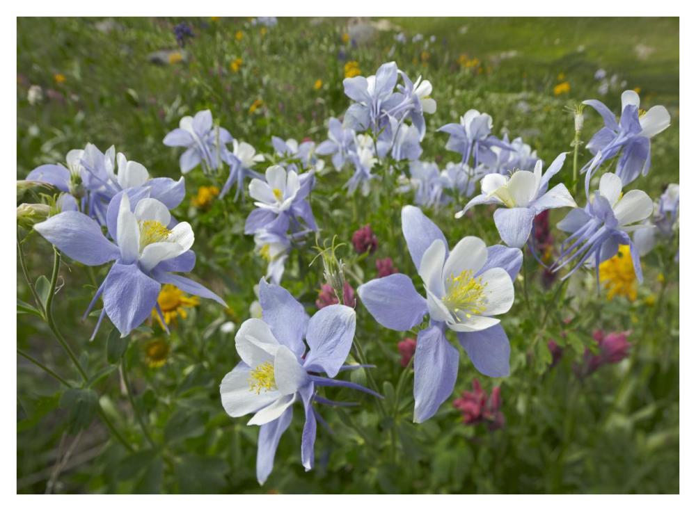 Colorado Blue Columbine flowers, American Basin, Colorado-Paper Art-42"x32"