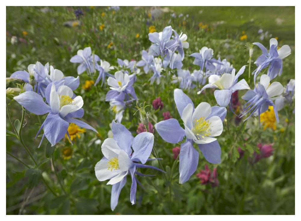 Colorado Blue Columbine flowers, American Basin, Colorado-Paper Art-50"x38"