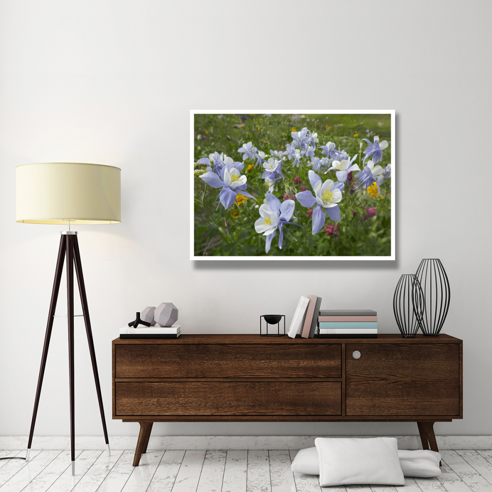 Colorado Blue Columbine flowers, American Basin, Colorado-Paper Art-50&quotx38"