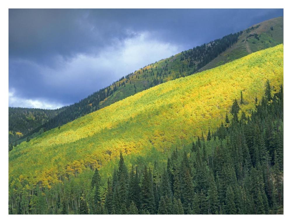 Aspen forest, Maroon Bells, Snowmass Wilderness, Colorado-Paper Art-18"x14"