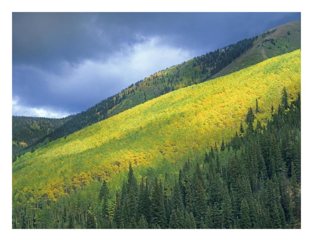 Aspen forest, Maroon Bells, Snowmass Wilderness, Colorado-Paper Art-26"x20"