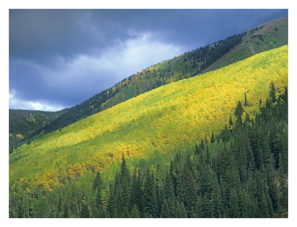 Aspen forest, Maroon Bells, Snowmass Wilderness, Colorado-Paper Art-34"x26"