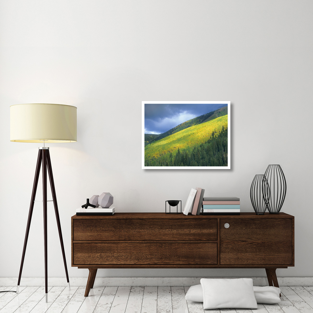 Aspen forest, Maroon Bells, Snowmass Wilderness, Colorado-Paper Art-34&quotx26"