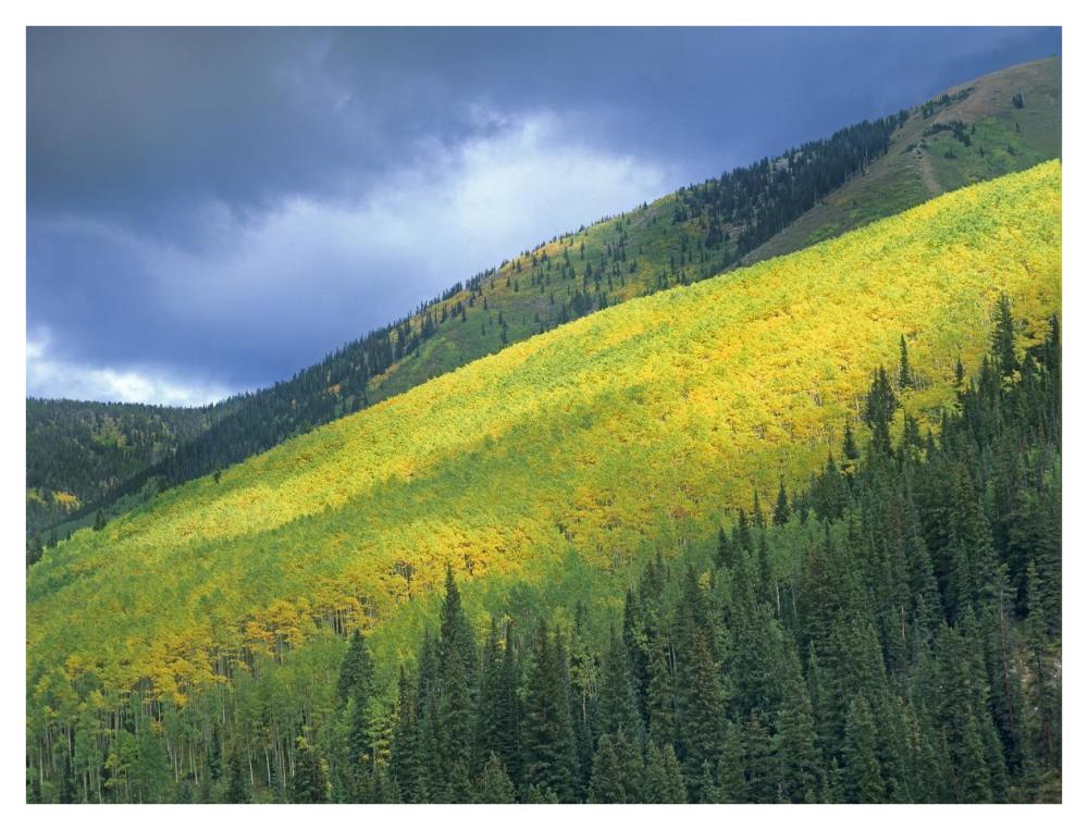 Aspen forest, Maroon Bells, Snowmass Wilderness, Colorado-Paper Art-42"x32"