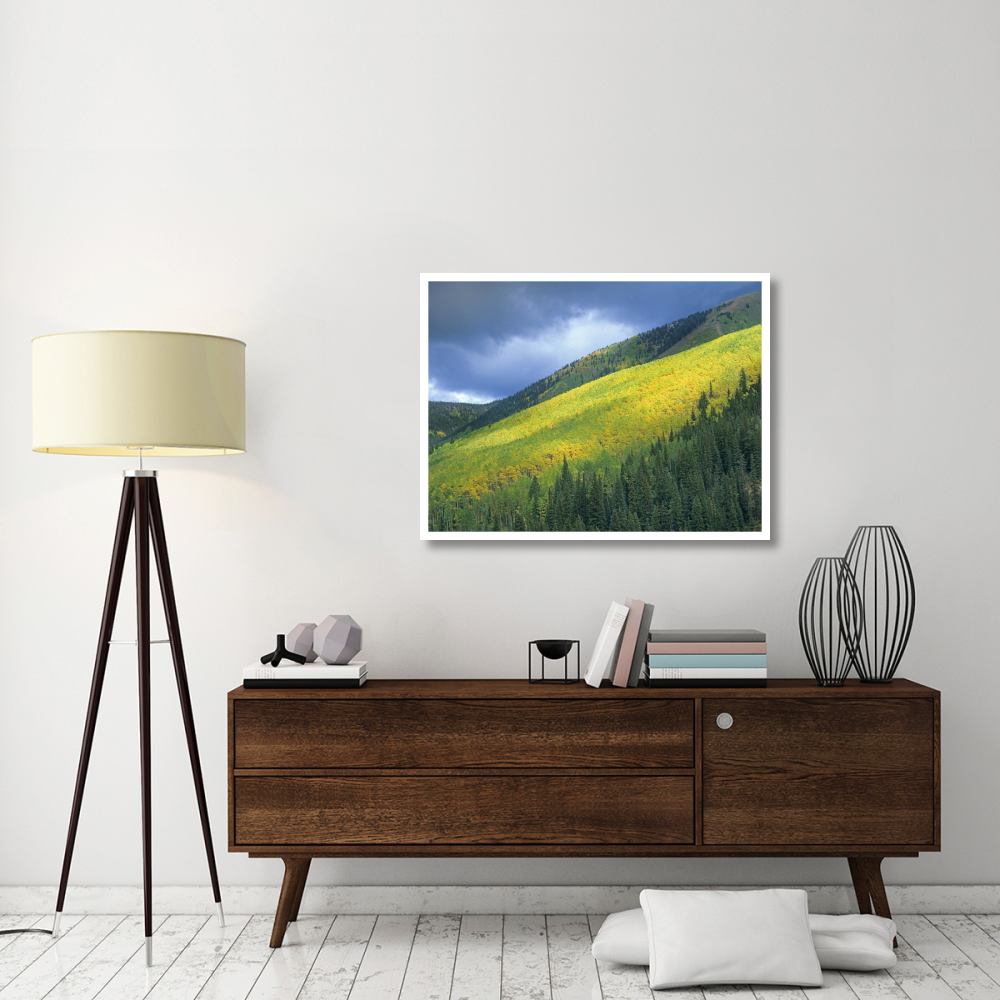 Aspen forest, Maroon Bells, Snowmass Wilderness, Colorado-Paper Art-42&quotx32"