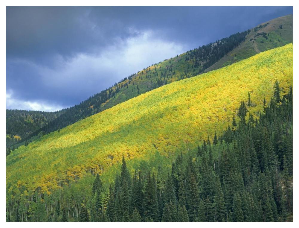 Aspen forest, Maroon Bells, Snowmass Wilderness, Colorado-Paper Art-50"x38"