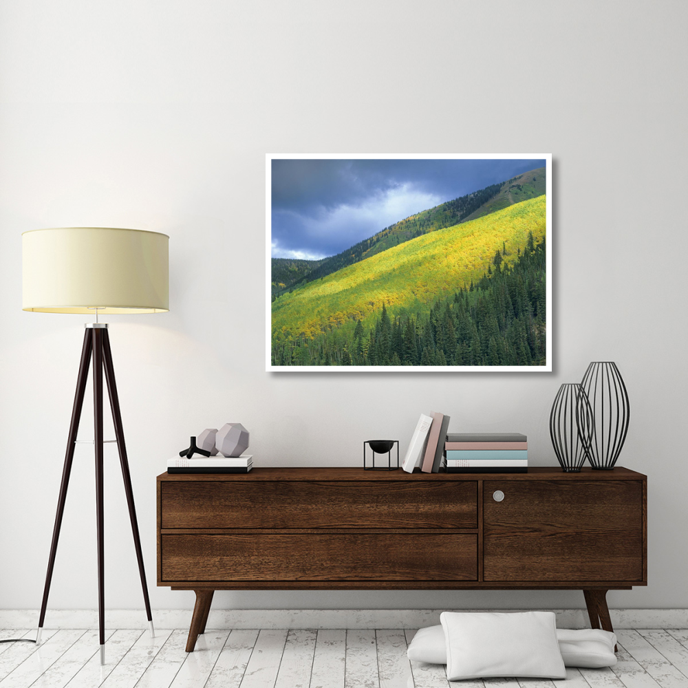 Aspen forest, Maroon Bells, Snowmass Wilderness, Colorado-Paper Art-50&quotx38"