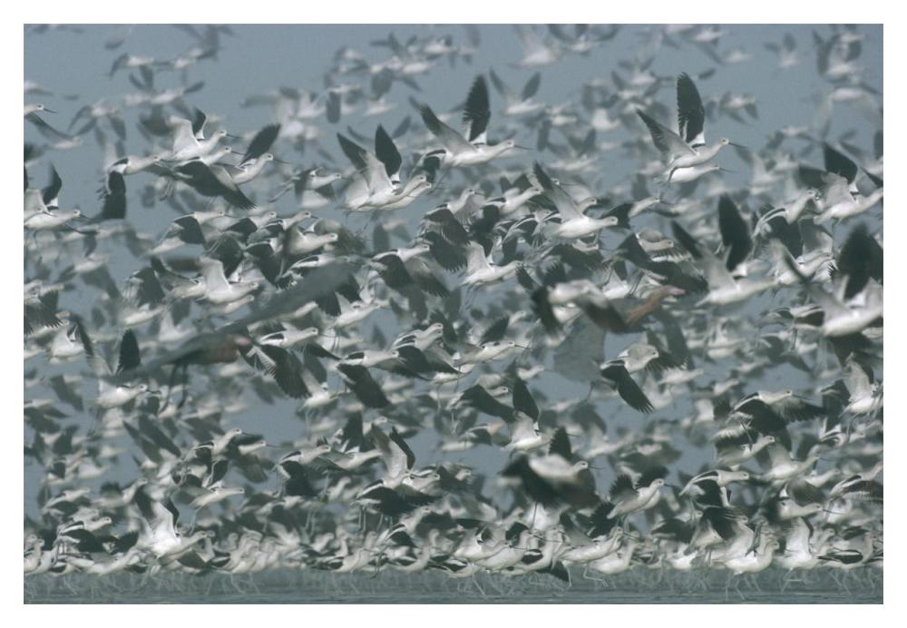 American Avocet flock erupting into flight, North America-Paper Art-20"x14"