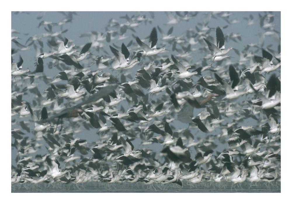 American Avocet flock erupting into flight, North America-Paper Art-26"x18"