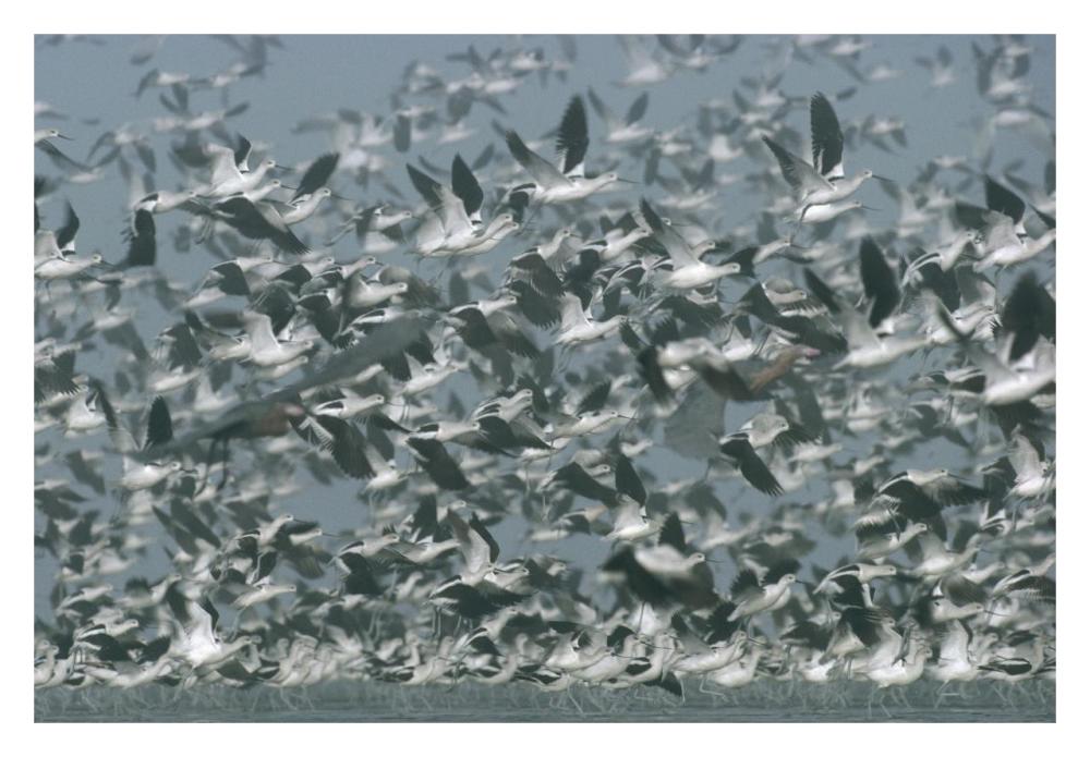 American Avocet flock erupting into flight, North America-Paper Art-32"x22"