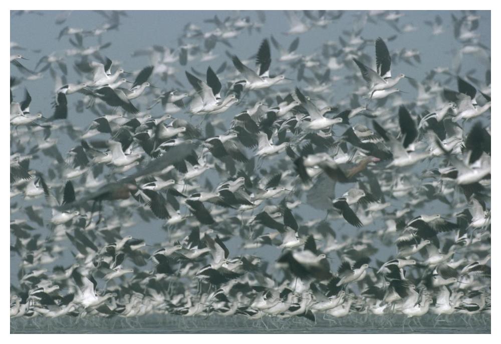 American Avocet flock erupting into flight, North America-Paper Art-50"x34"