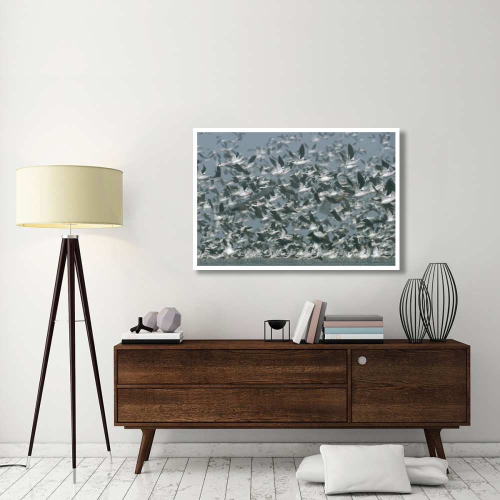 American Avocet flock erupting into flight, North America-Paper Art-50&quotx34"