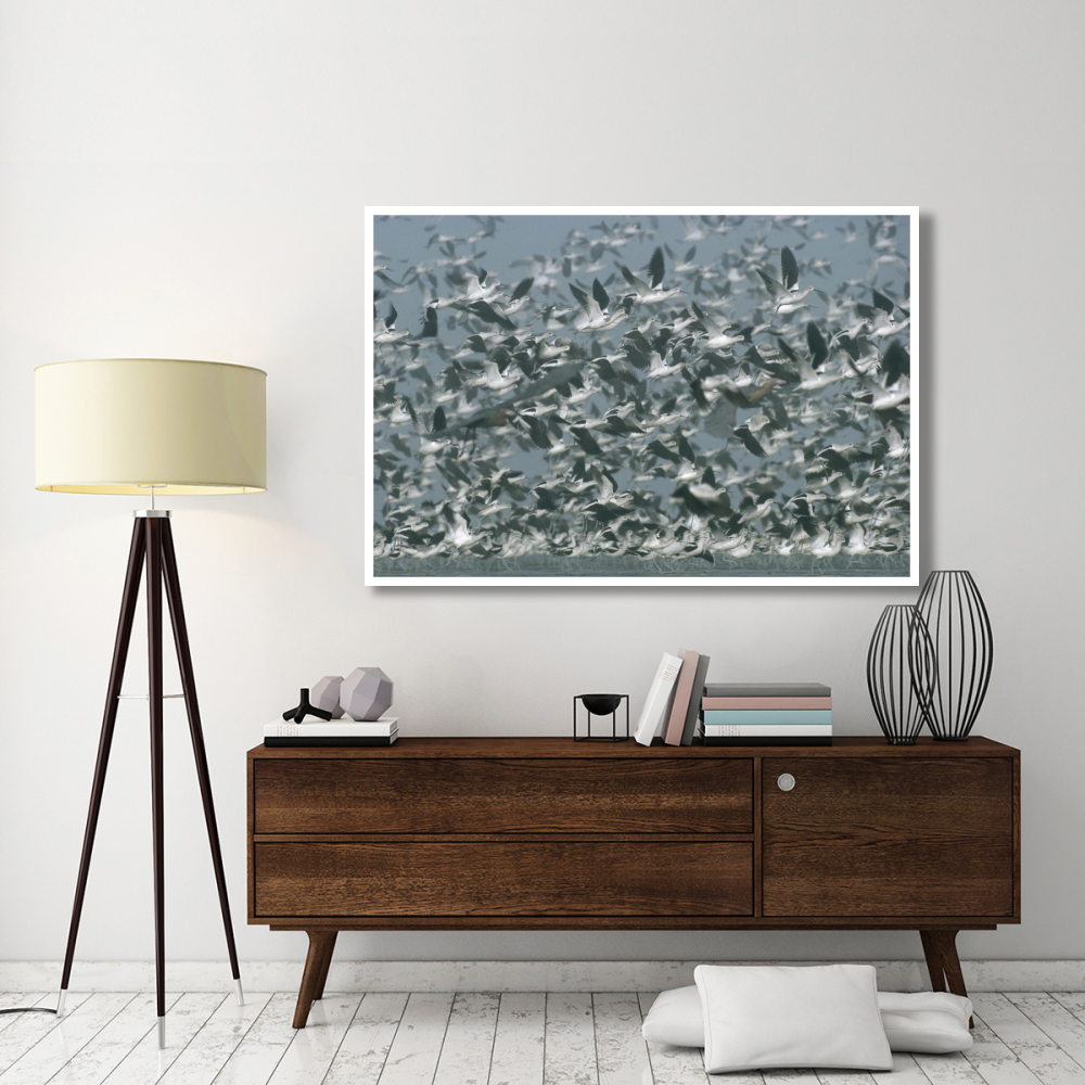 American Avocet flock erupting into flight, North America-Paper Art-62&quotx42"