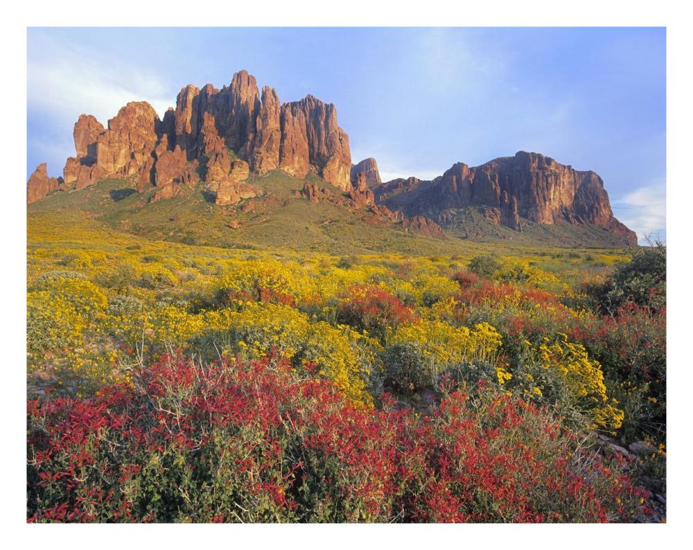 Chuparosa and Brittlebush Superstition Mountains, Arizona-Paper Art-26"x20"