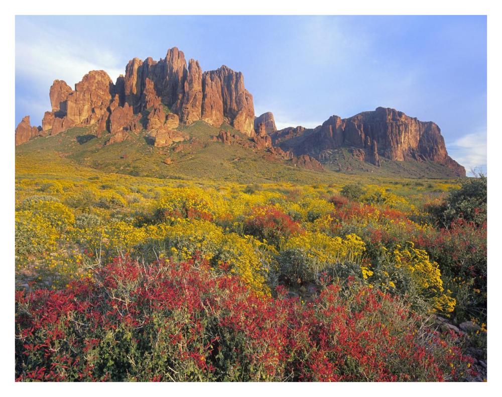 Chuparosa and Brittlebush Superstition Mountains, Arizona-Paper Art-34"x26"
