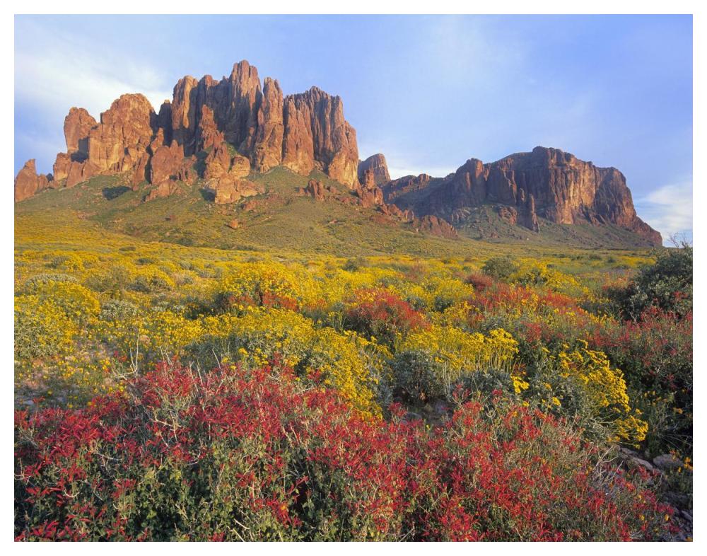 Chuparosa and Brittlebush Superstition Mountains, Arizona-Paper Art-50"x38"