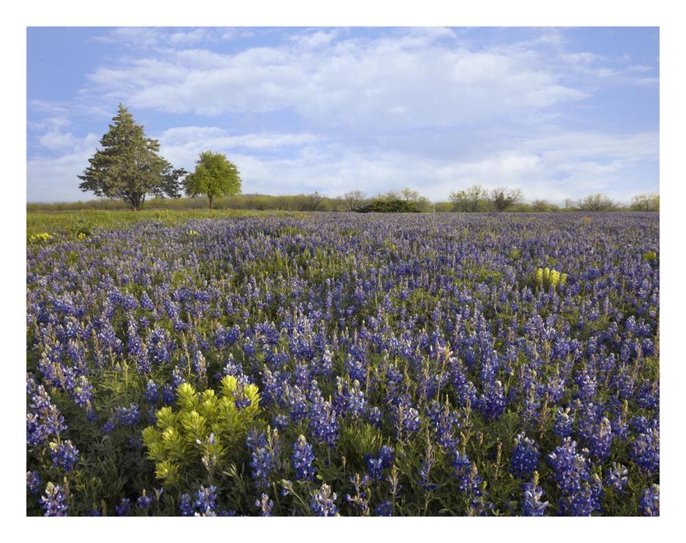 Bluebonnet and Lemon Paintbrush meadow near Albany, Texas-Paper Art-26"x20"