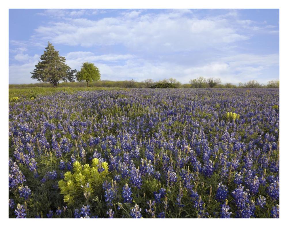 Bluebonnet and Lemon Paintbrush meadow near Albany, Texas-Paper Art-34"x26"