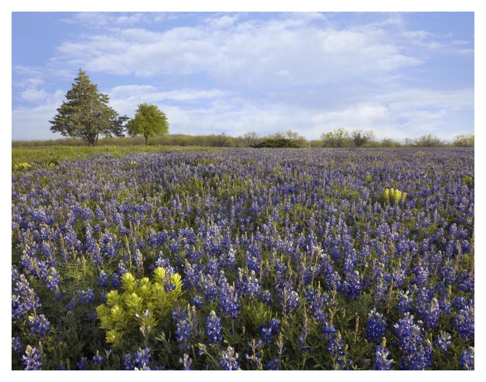 Bluebonnet and Lemon Paintbrush meadow near Albany, Texas-Paper Art-42"x32"