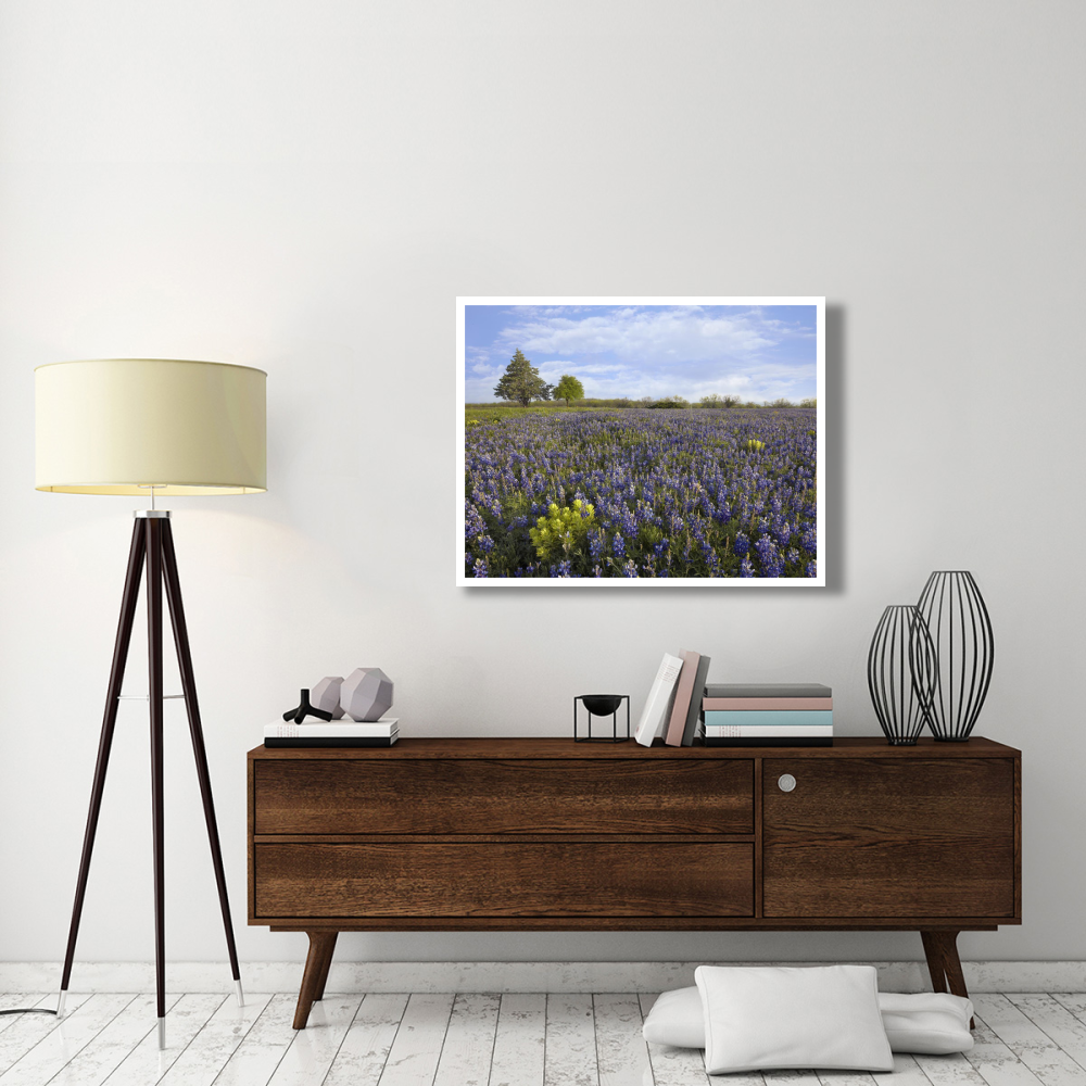 Bluebonnet and Lemon Paintbrush meadow near Albany, Texas-Paper Art-42&quotx32"