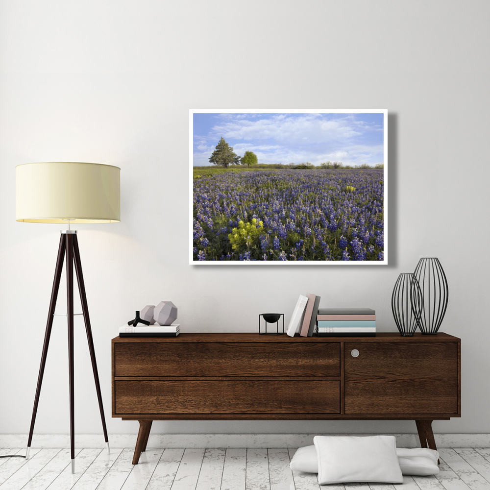 Bluebonnet and Lemon Paintbrush meadow near Albany, Texas-Paper Art-50&quotx38"