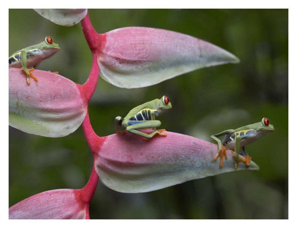 Red-eyed Tree Frog three sitting on Heliconia, Costa Rica-Paper Art-18"x14"