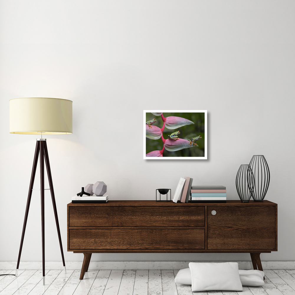 Red-eyed Tree Frog three sitting on Heliconia, Costa Rica-Paper Art-26&quotx20"
