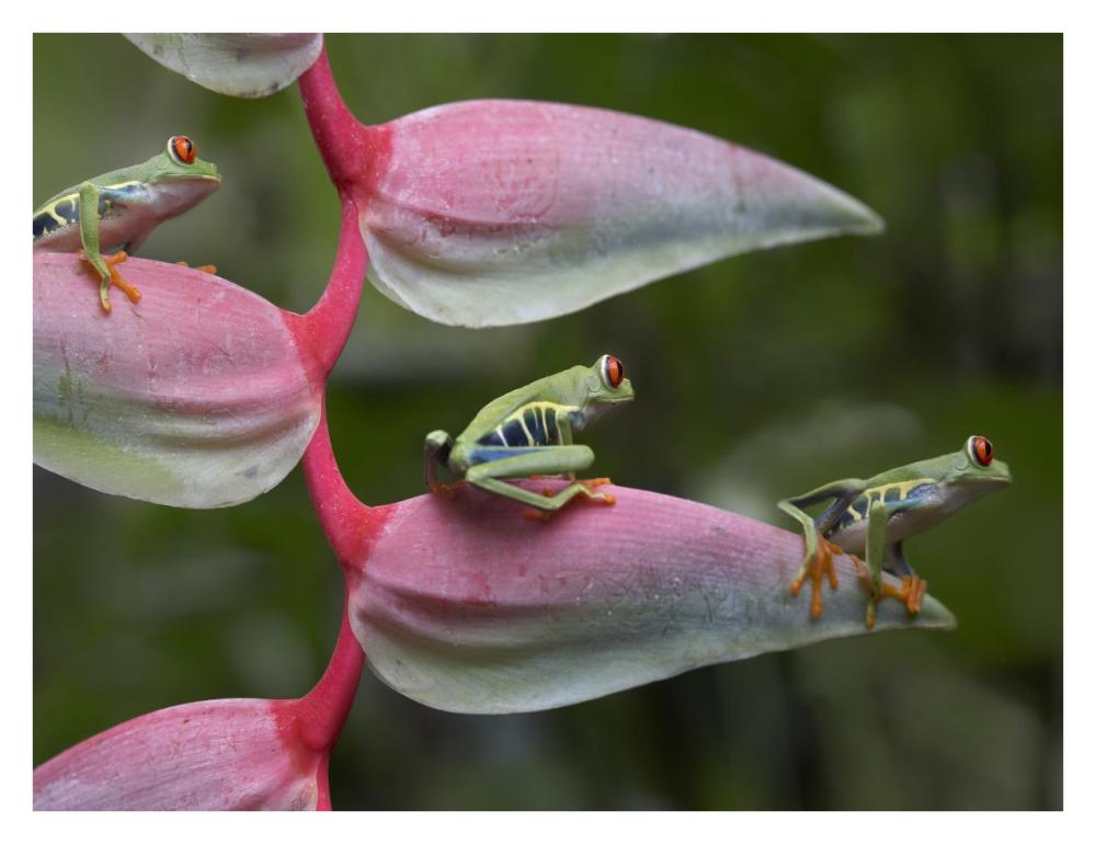 Red-eyed Tree Frog three sitting on Heliconia, Costa Rica-Paper Art-34"x26"