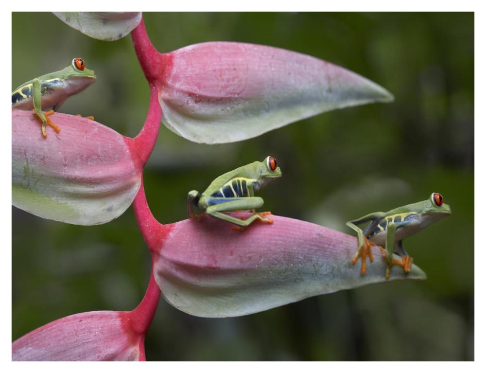 Red-eyed Tree Frog three sitting on Heliconia, Costa Rica-Paper Art-42"x32"
