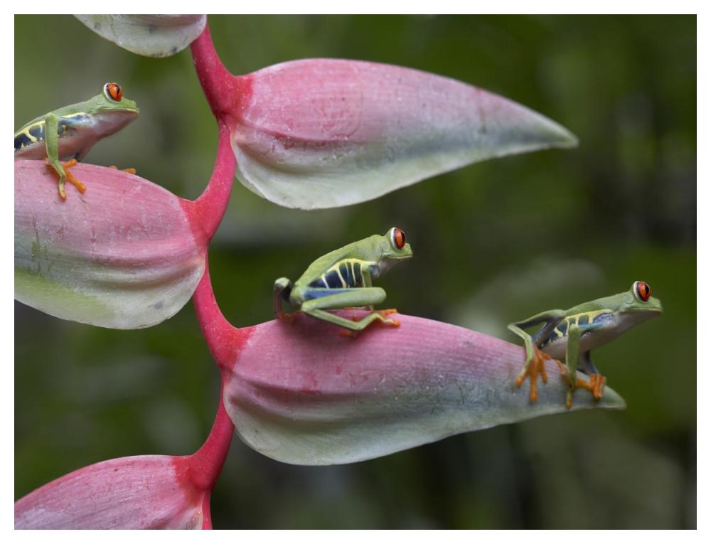Red-eyed Tree Frog three sitting on Heliconia, Costa Rica-Paper Art-50"x38"
