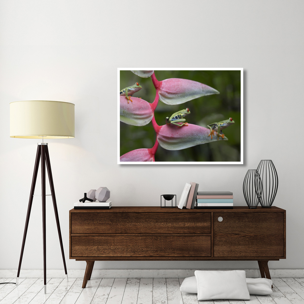 Red-eyed Tree Frog three sitting on Heliconia, Costa Rica-Paper Art-50&quotx38"