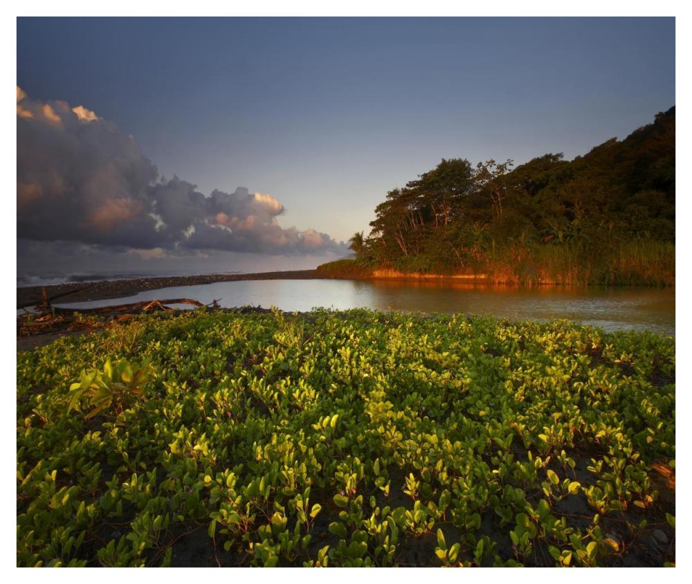 Lagoon near coastline, Corcovado National Park, Costa Rica-Paper Art-42"x35.6"