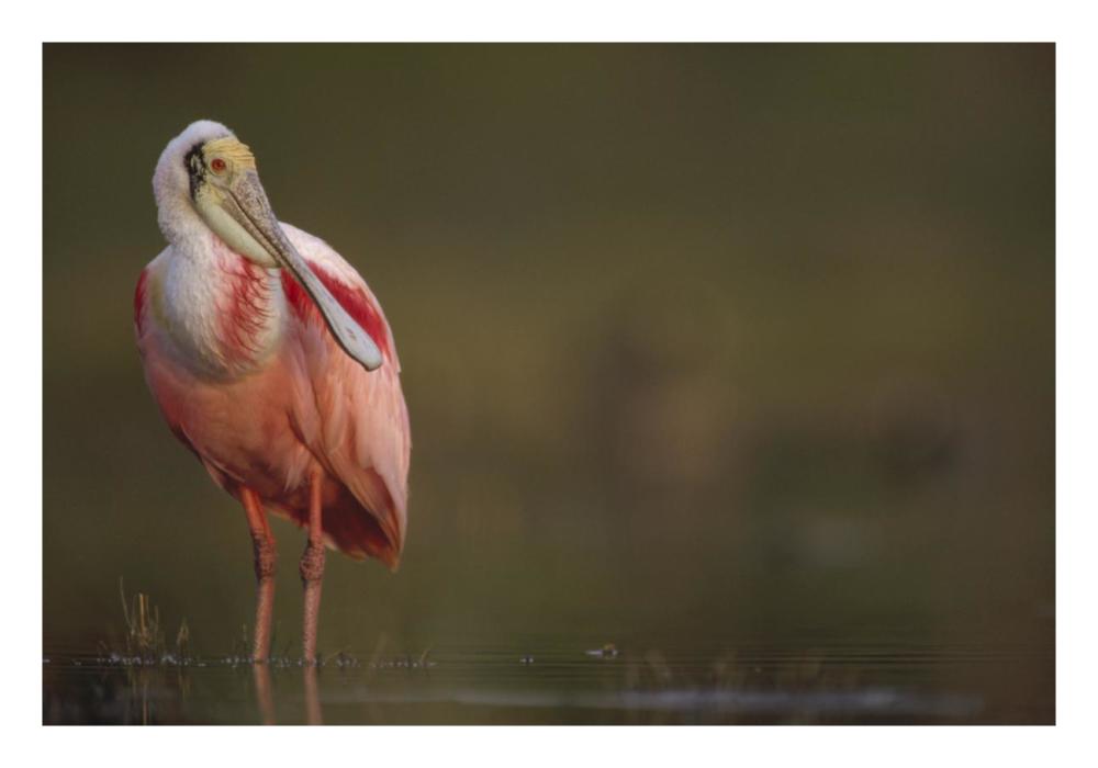 Roseate Spoonbill adult in breeding plumage, North America-Paper Art-26"x18"