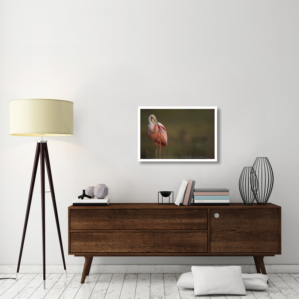 Roseate Spoonbill adult in breeding plumage, North America-Paper Art-32&quotx22"