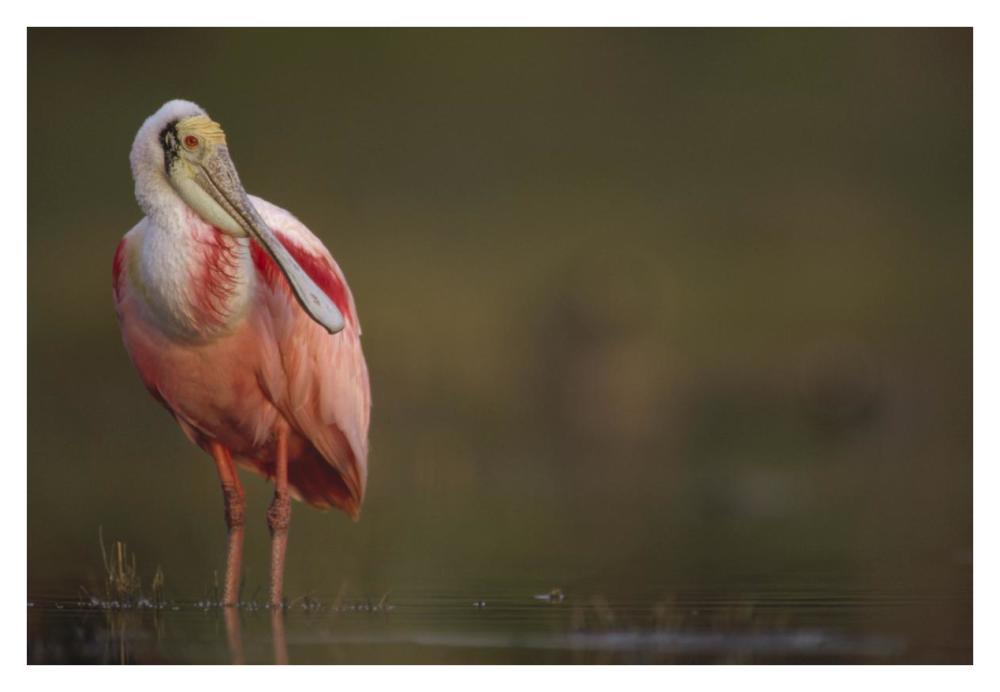 Roseate Spoonbill adult in breeding plumage, North America-Paper Art-38"x26"