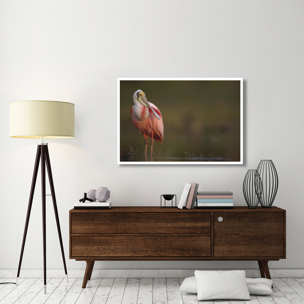 Roseate Spoonbill adult in breeding plumage, North America-Paper Art-50&quotx34"
