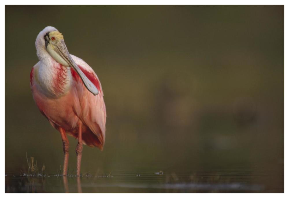 Roseate Spoonbill adult in breeding plumage, North America-Paper Art-62"x42"